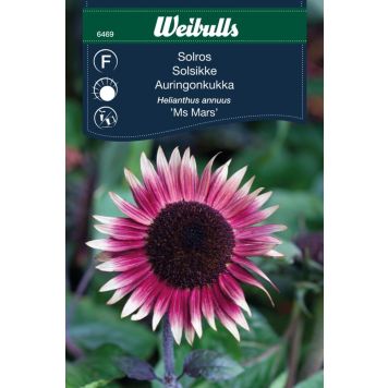 BLOMFRÖ WEIBULLS SOLROS MS MARS