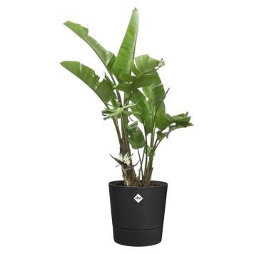 UTOMHUSKRUKA ELHO FOSS ROUND Ø25CM SVART                       