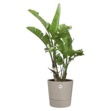 UTOMHUSKRUKA ELHO FOSS ROUND Ø30CM BEIGE                           