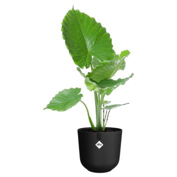 KRUKA ELHO JAZZ ROUND Ø35CM SVART