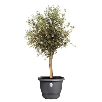 UTOMHUSKRUKA ELHO AMIGA ROUND Ø55CM SVART