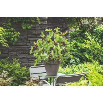 FIKONTRÄD FIKON LITTLE MISS FIGGY 