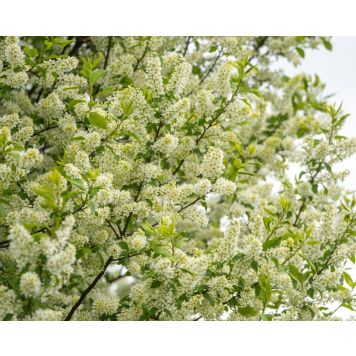 HÄCK HÄGG ULTUNA E 150-200CM