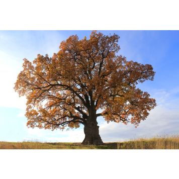 PRYDNADSTRÄD SKOGSEK LINKÖPING 150-200CM