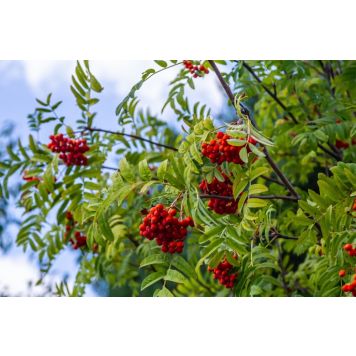 PRYDNADSTRÄD RÖNN VÄSTERÅKER 150-200CM