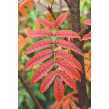 PRYDNADSTRÄD ULLUNGRÖNN DODONG 150-200CM