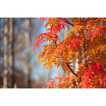 PRYDNADSTRÄD ULLUNGRÖNN LEGEND 150-200CM