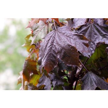 PRYDNADSTRÄD SKOGSLÖNN ROYALRED 80CM