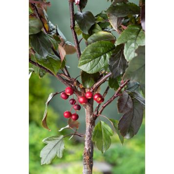 PRYDNADSTRÄD RÖNNBÄRSAPEL SCARLETT 120CM