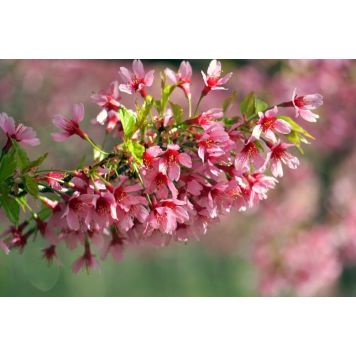 PRYDNADSTRÄD PRYDNADSKÖRSBÄR OKAME 120CM