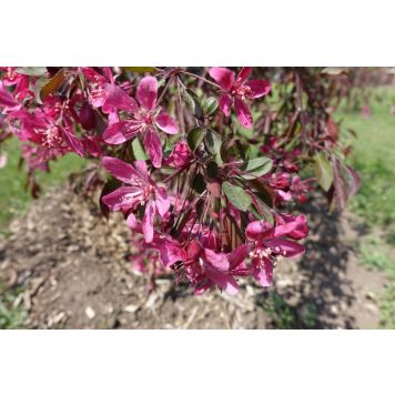 PRYDNADSTRÄD PRYDNADSAPEL ROYALB 120CM