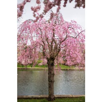 FRUKTTRÄD PRUNUS ITOSAKURA HÄNGKÖRSBÄR 120CM