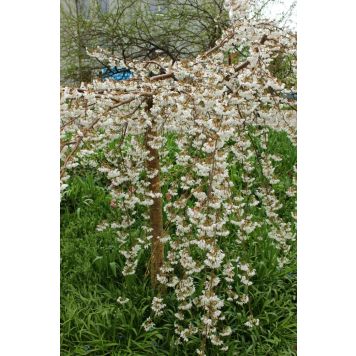 PRYDNADSTRÄD TOKYOKÖRSBÄR IVENSII 120CM