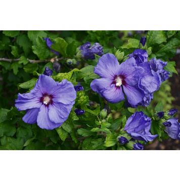 PRYDNADSBUSKE HIBISCUS SYRIACUS MARINA 70-80CM