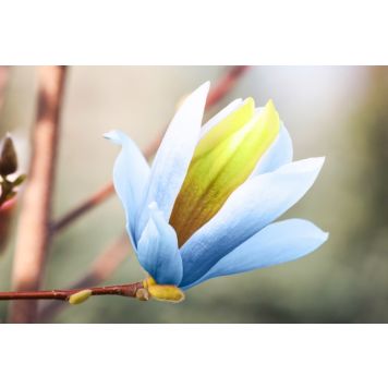 BUSKE POPPELMAGN BLUE OPAL 80-100CM