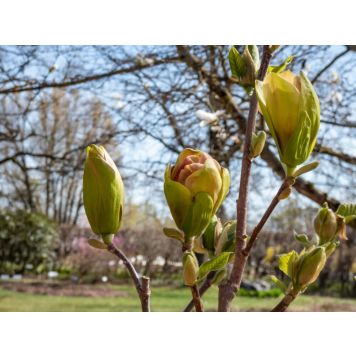 BUSKE MAGNOLIA SUNSATION 60-80CM
