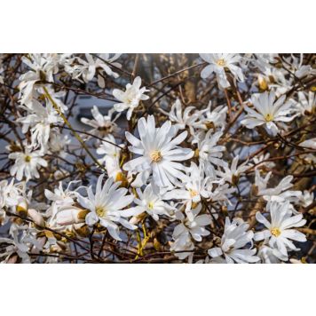 BUSKE STJÄRNMAGNOLIA 80-100CM