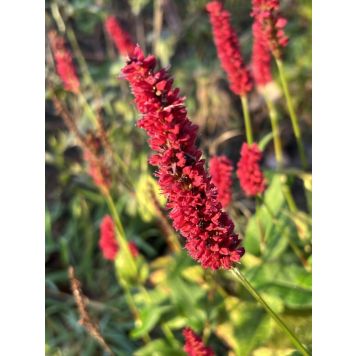 PERENN BLODORMROT BLACKFIELD