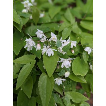 PERENN SOCKBLOMMA MARKTÄCKARE
