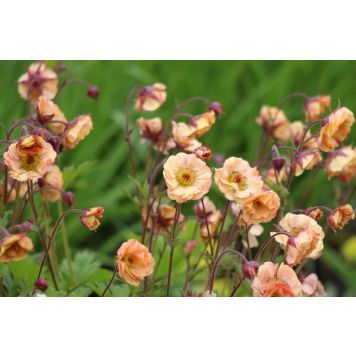 PERENN NEJLIKROT PEACH