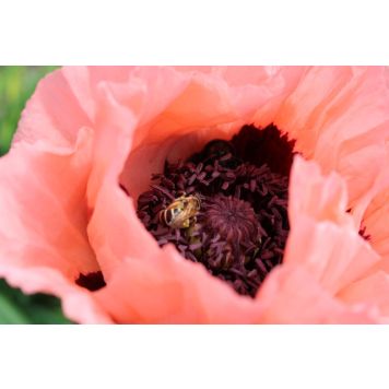 PERENN JÄTTEVALLMO PRINZ