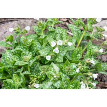 PERENN LUNGÖRT SISSINGURST WHITE