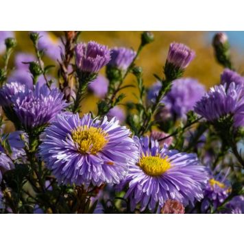 PERENN OKTOBERASTER EARLY BLUE