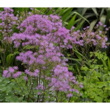 PERENN TRÄDGÅRDSRUTA BLACK STOCKINGS