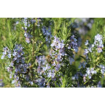 BUSKE ROSMARIN VINTERGRÖN