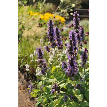 PERENN ANISISOP BLACK ADDER