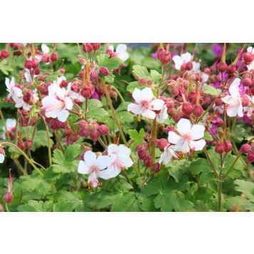 PERENN FLOCKNÄVA SPESSART