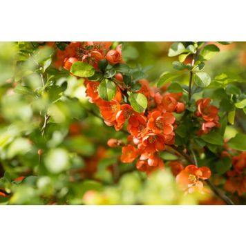 LITEN ROSENKVITT JAPANSK ROSE 