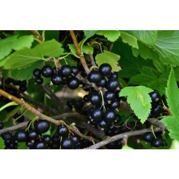 SVARTVINBÄR BALSGÅRD KRUKODLAD