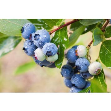 AMERIKANSKT BLÅBÄR ALFRED E KRUKODLAD