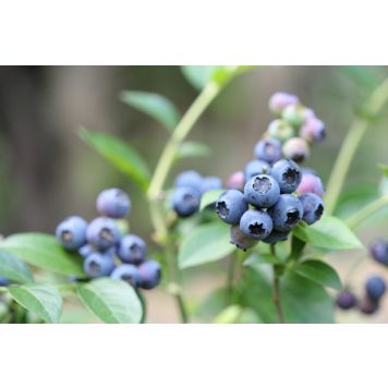 AMERIKANSKT BLÅBÄR REKA 10-PACK