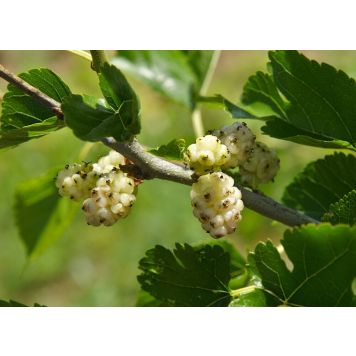 VITT MULLBÄR VISBORG KRUKODLAD