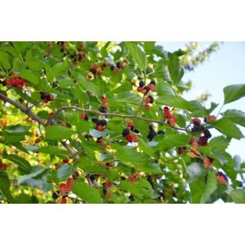 MULLBÄR MULLE SVART 10-PACK