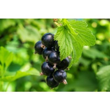 SVARTVINBÄR ÖJEBYN 10-PACK