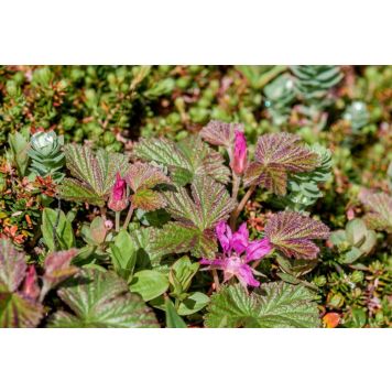 ALLÅKERBÄR ANNA KRUKODLAD