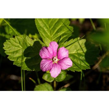 ALLÅKERBÄR LINDA 10-PACK