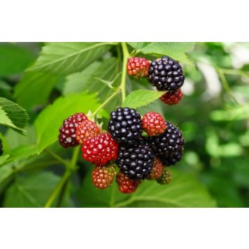 TRÄDGÅRDSBJÖRNBÄR LOCH TAY 10-PACK 