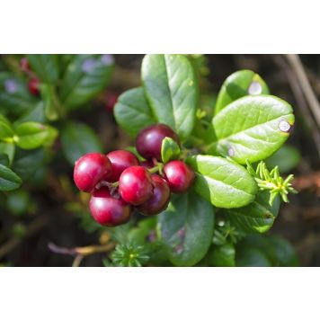 LINGON KORALLE 10-PACK