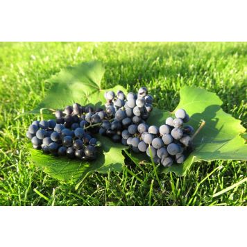 VINDRUVA ZILGA KRUKODLAD