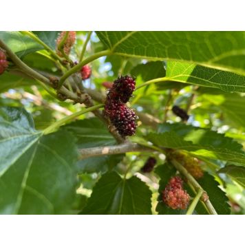 DVÄRGMULLBÄR MOJO BERRY 30-50CM