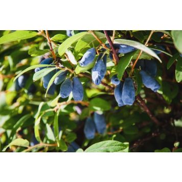 BLÅBÄRSTRY BALALAIKA 30-40CM