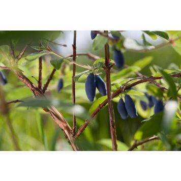 BLÅBÄRSTRY AURORA 10-PACK 