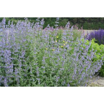 PERENN KANTNEPETA KRUKA 9CM