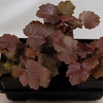 PERENN FÖRGÄTMIGEJ ALUNOT KRUKA 9CM