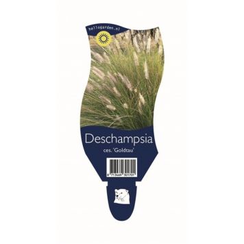 PRYDNADSGRÄS TUVTÅTEL GOLDTAU 9CM 