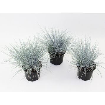 PERENN BLÅSVINGEL KRUKA 9CM